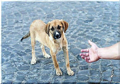 Hand approaches a street dog