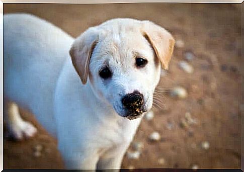 Puppy looks longingly at the camera