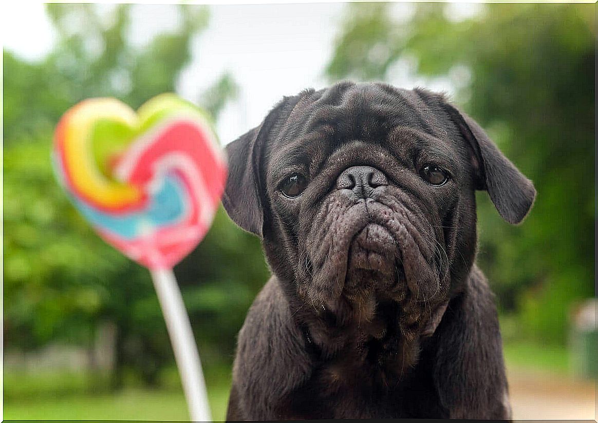 Candy - dog with lollipop