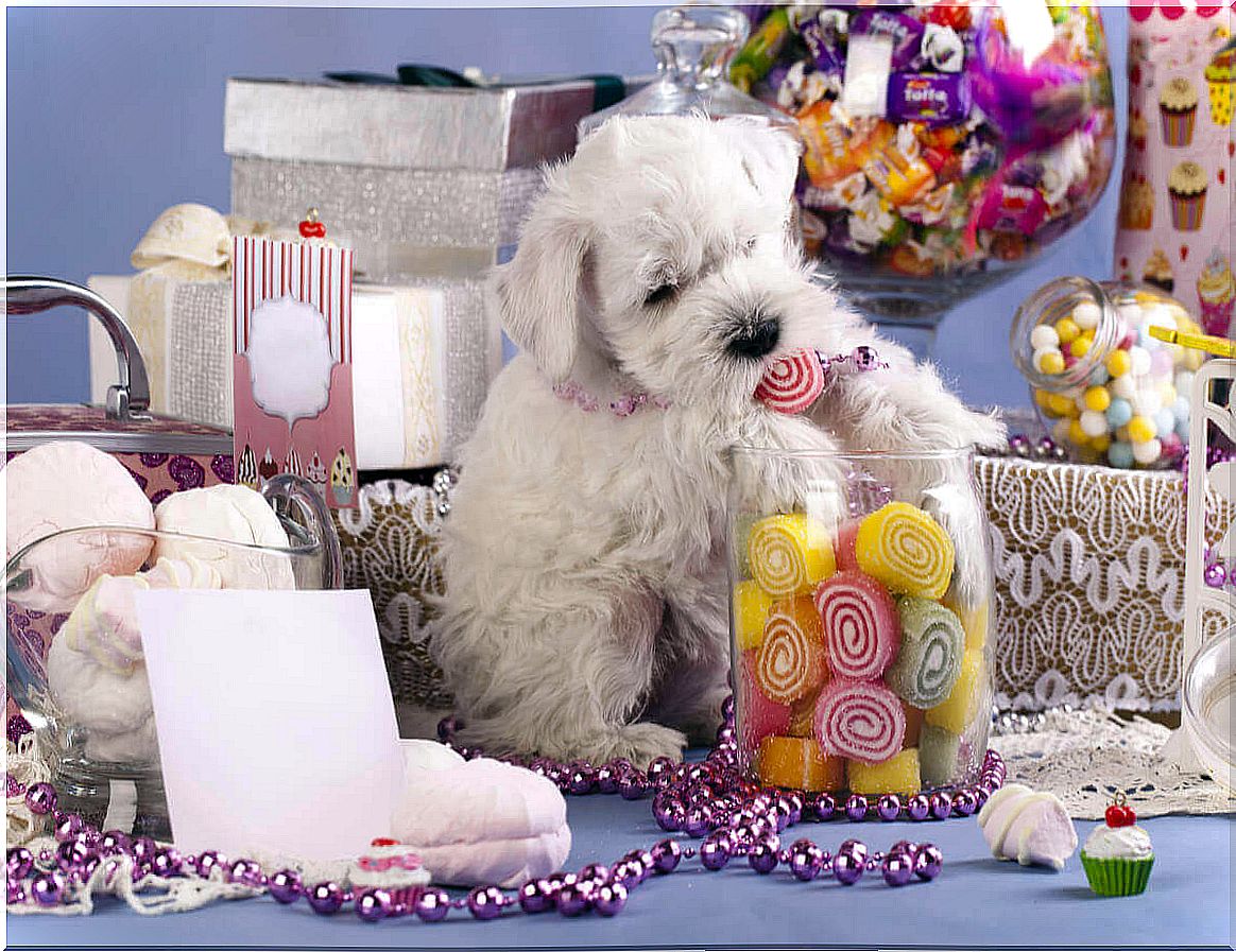 Candy - dog surrounded by candies