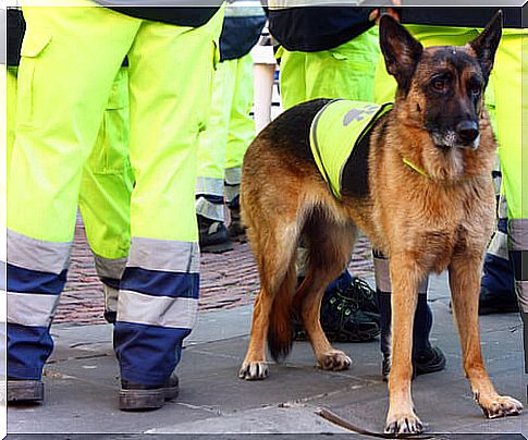 Atila, Spain's best rescue dog, is dead