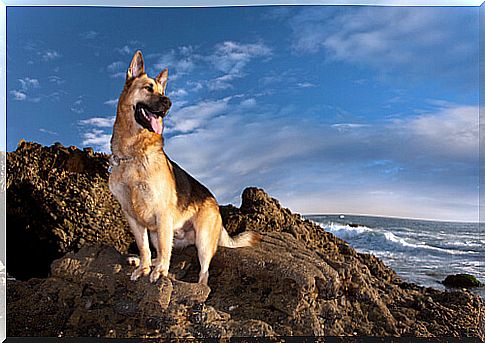 Rescue dog at leisure