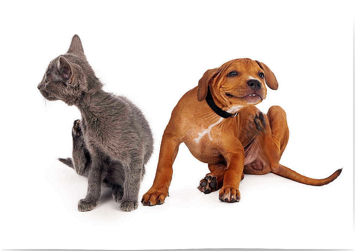 Atopy - Dog and Cat