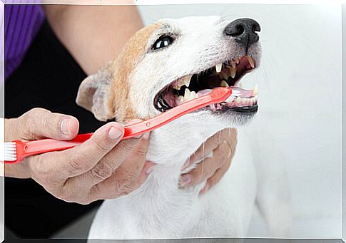 Avoid bad breath in dogs