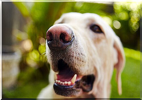 Bad breath in dogs