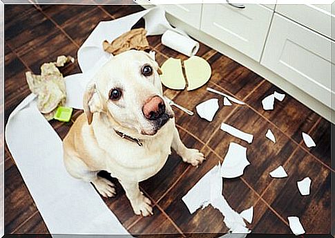 Avoid problem behavior in dogs - 5 tips