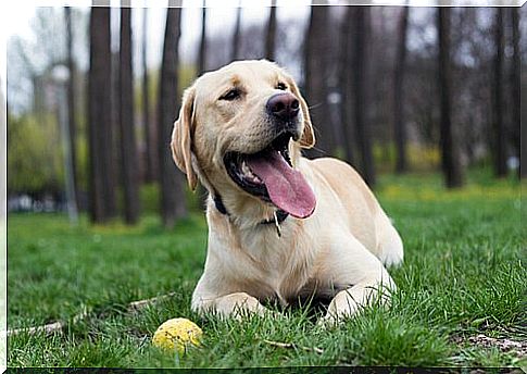 The labrador and his ball