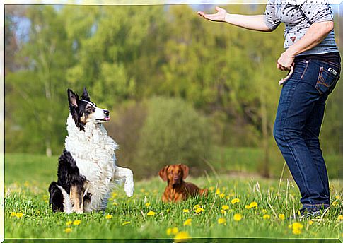 Basic obedience training for dogs