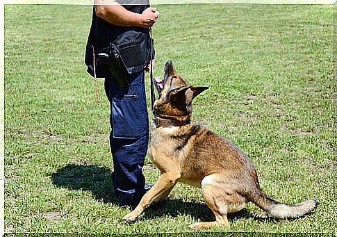 Obedience training of a dog