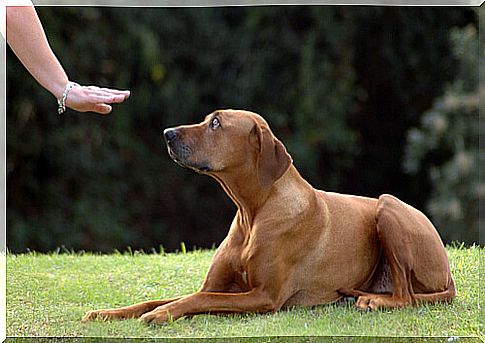 Obedience training of a dog