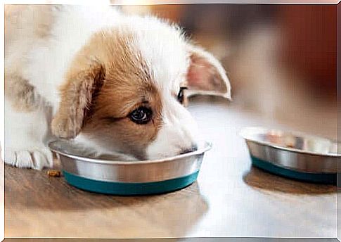 Basic rules for feeding puppies