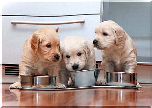 Diet of puppies