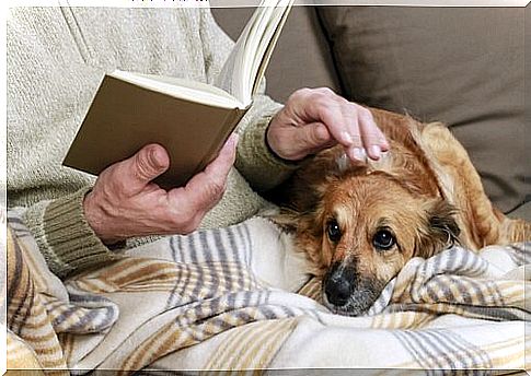 Older dogs and people who care for them