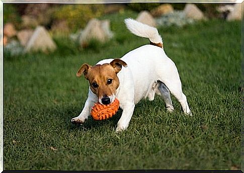 Pay attention to body language in dogs.