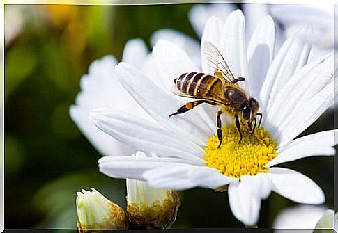 Bees are vital to us