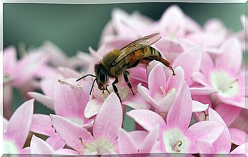 Bee sits on pink flower