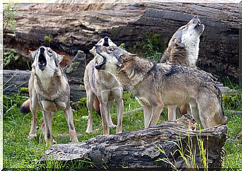 Behavior of a pack of wolves