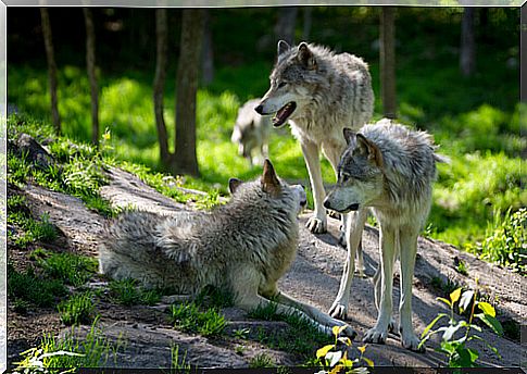 Image of a wolf pack