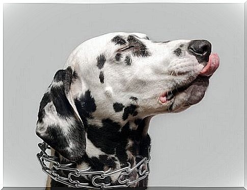 Behavior problems from punishment collars in dogs