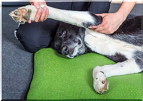 Benefits of massages for dogs