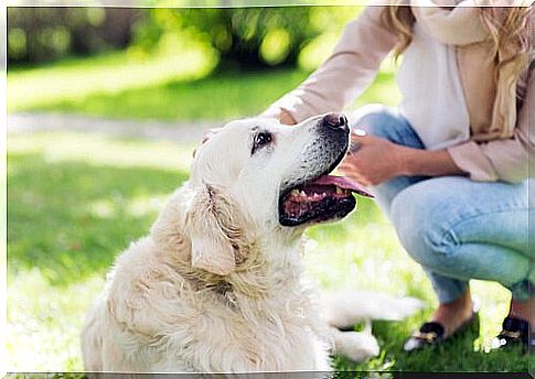 Massages for dog