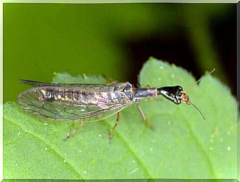 Raphidioptera is commonly known as the camel neck fly