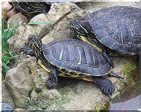 Breeding and care of turtles