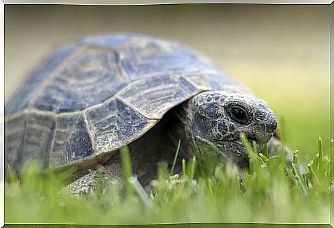 Breeding and care of tortoises - tortoise