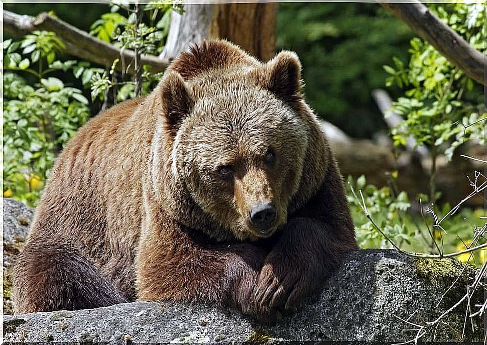 grizzly bear