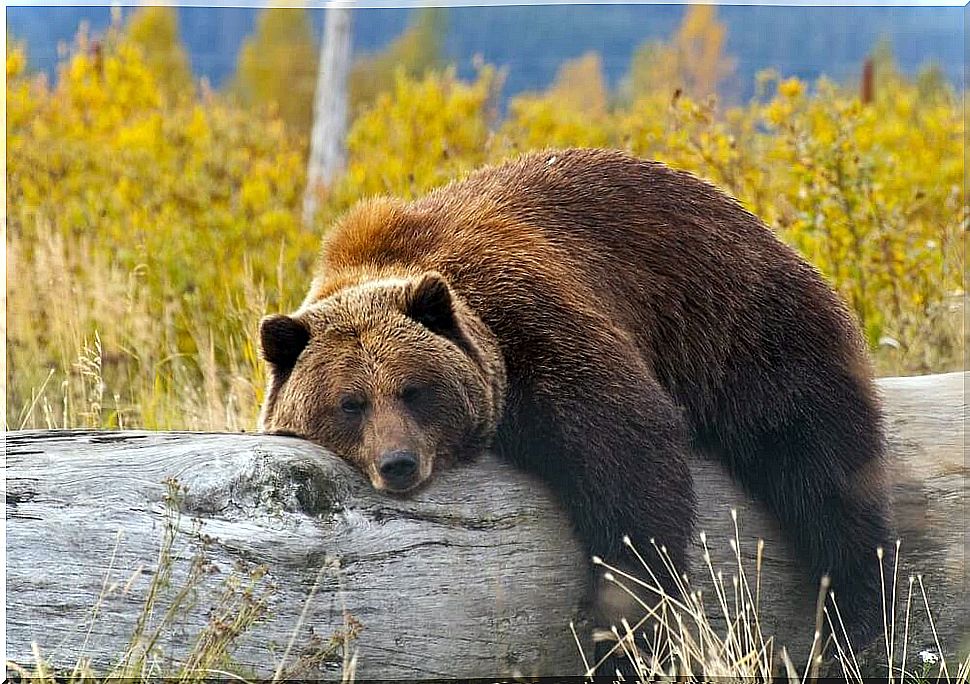 Brown bear tree