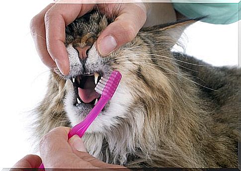 Brushing teeth on pets: cat