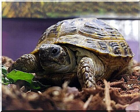 Build your own terrarium for turtles