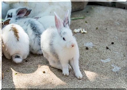 Bunny as a pet: care and hygiene