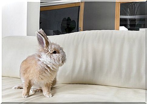 Bunny as a pet