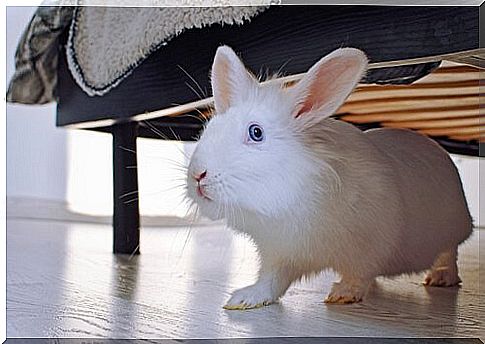 Bunny as a pet under the sofa