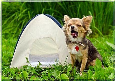 Not all campsites allow pets