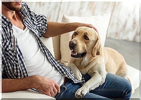 Dog and man on the sofa