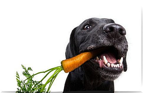 Dog vegan, what speaks against it?