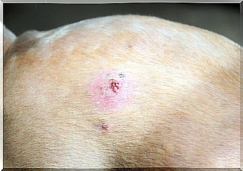 Canine skin cancer