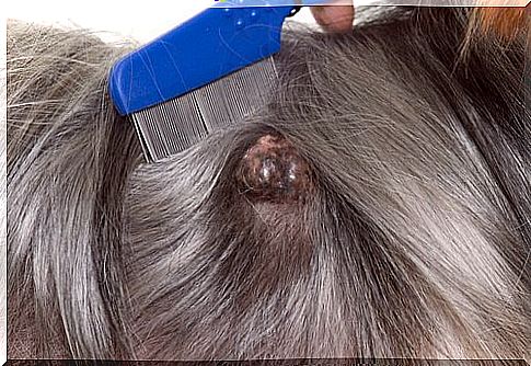 Detecting skin cancer in dogs