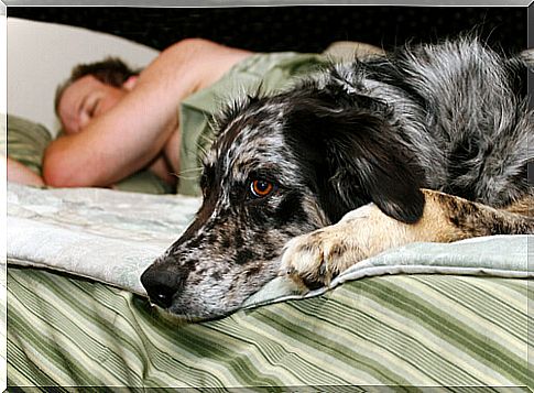 Dog in bed