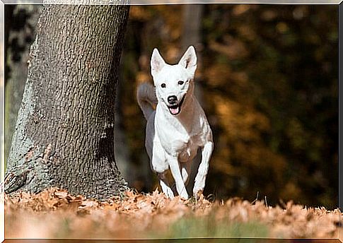 Canaan dog: wild for many generations