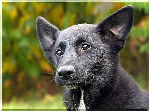 Characteristics of the Canaan dog