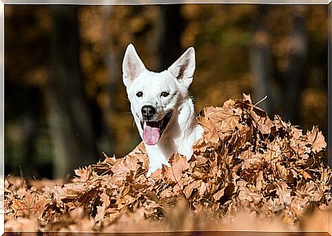 Canaan dog looks out of the foliage