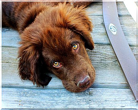 Epilepsie bei Hunden tritt plötzlich auf.