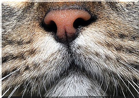 Cats' sense of smell: a powerful organ