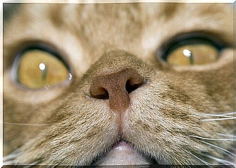 Nose of a cat