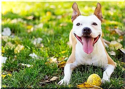 A healthy and happy dog ​​is lying in a meadow with his ball