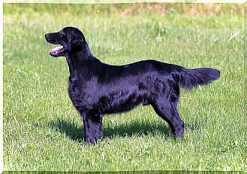 Black dog with a beautiful coat thanks to Chlorella