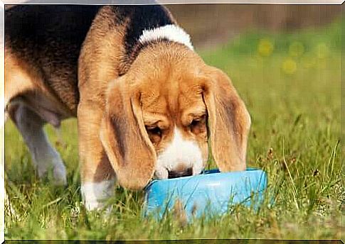 A beagle and his beloved pet bowl